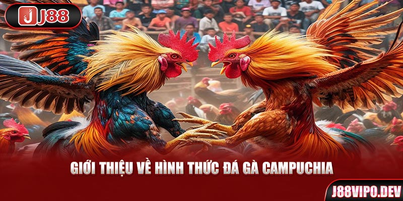 Giới thiệu về hình thức Đá Gà Campuchia 